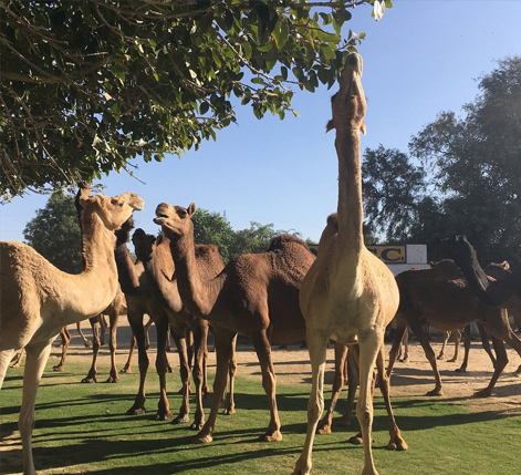 camel-research-breeding-farm
